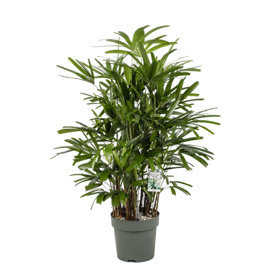 Rhapis Excelsa op hydrocultuur