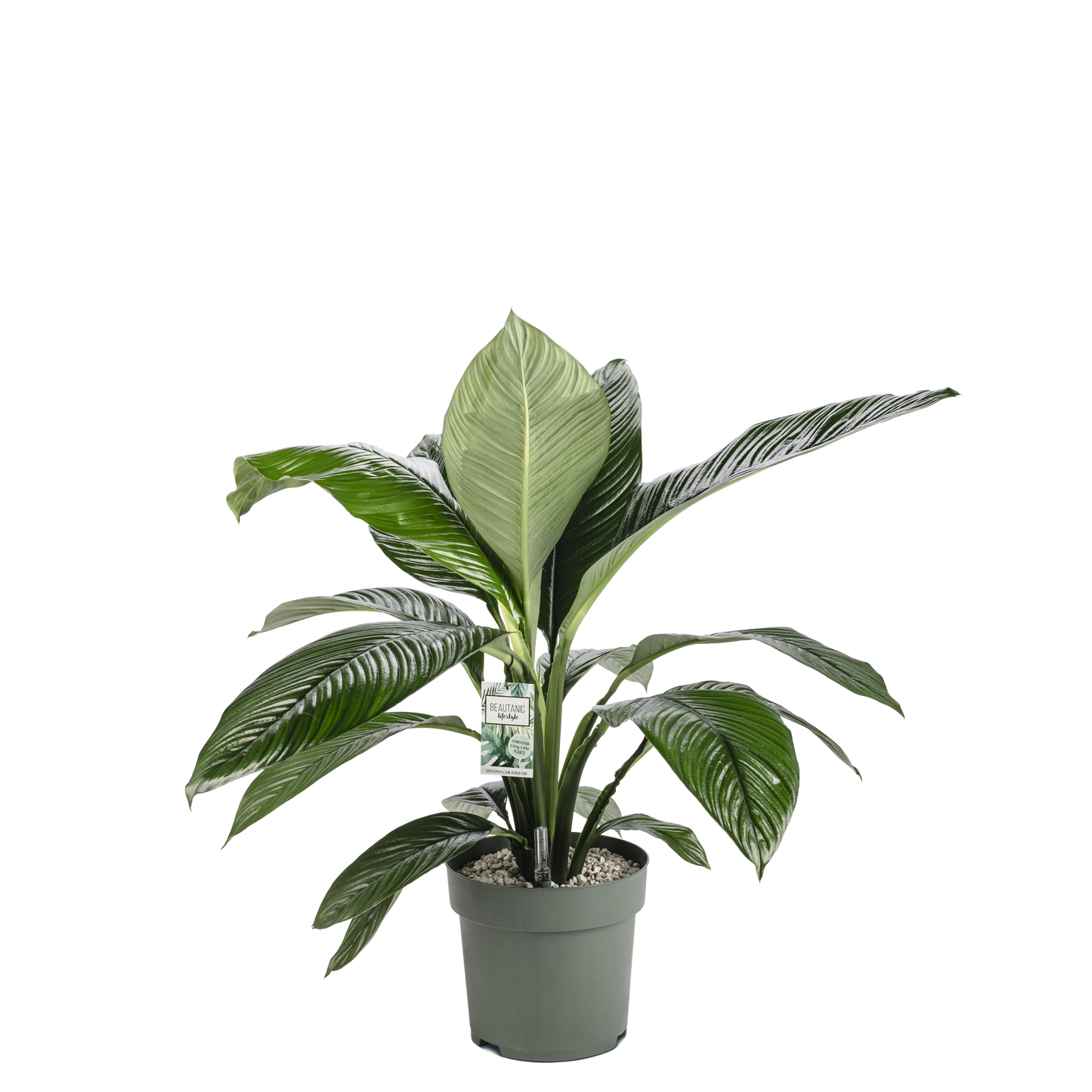 Philodendron Green Beauty