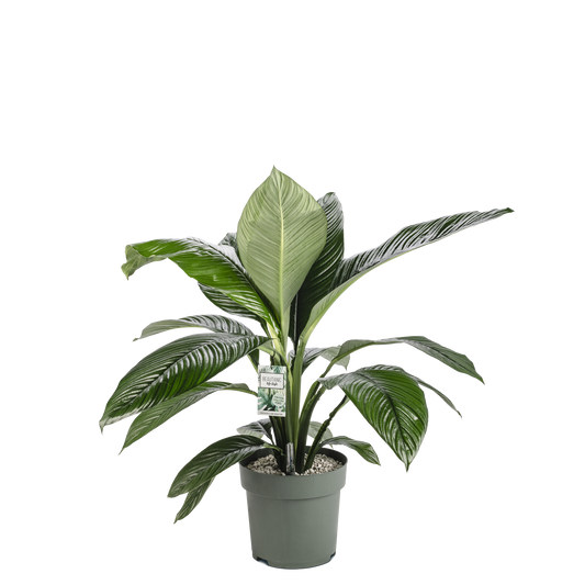 Philodendron Green Beauty