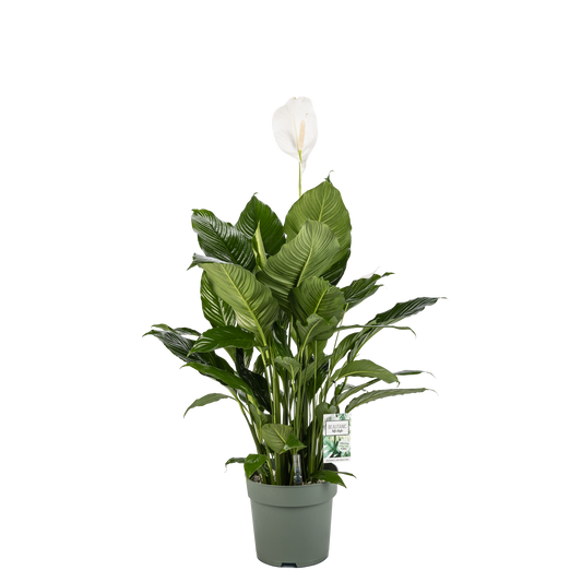 Philodendron Grüne Schönheit