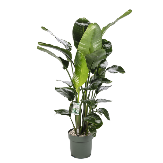 Strelitzia Nicolaic