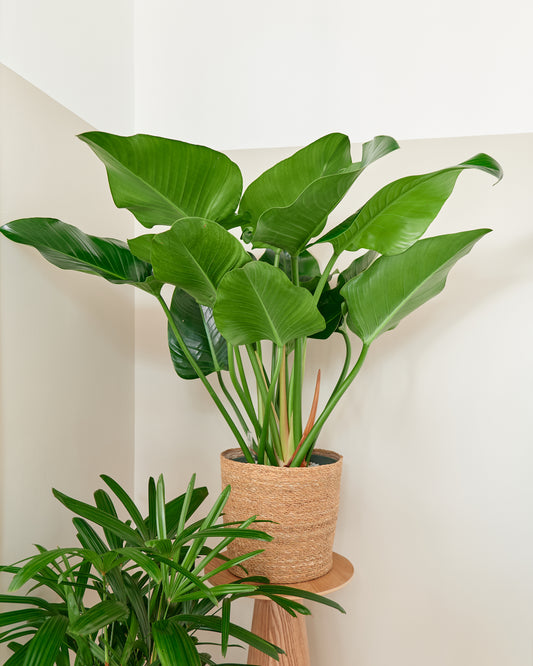 Philodendron Green beauty