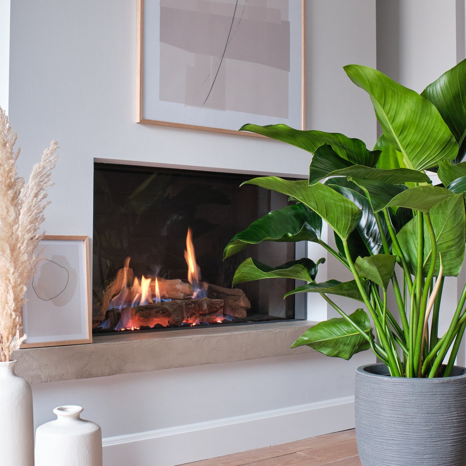 philodendron fireplace Want to buy Philodendron Green Beauty? | 90cm high