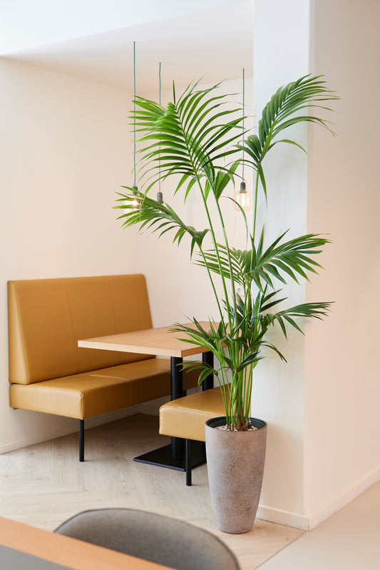 Kentia Palm