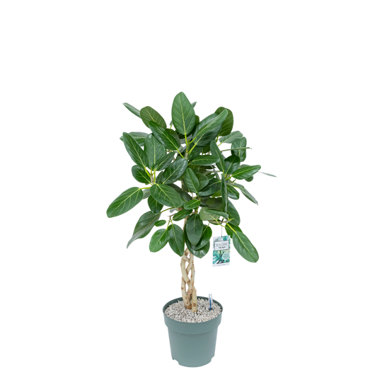 Ficus Audrey