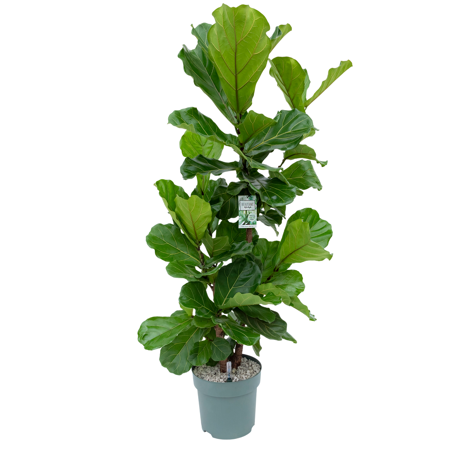 Ficus Lyrata Multistam