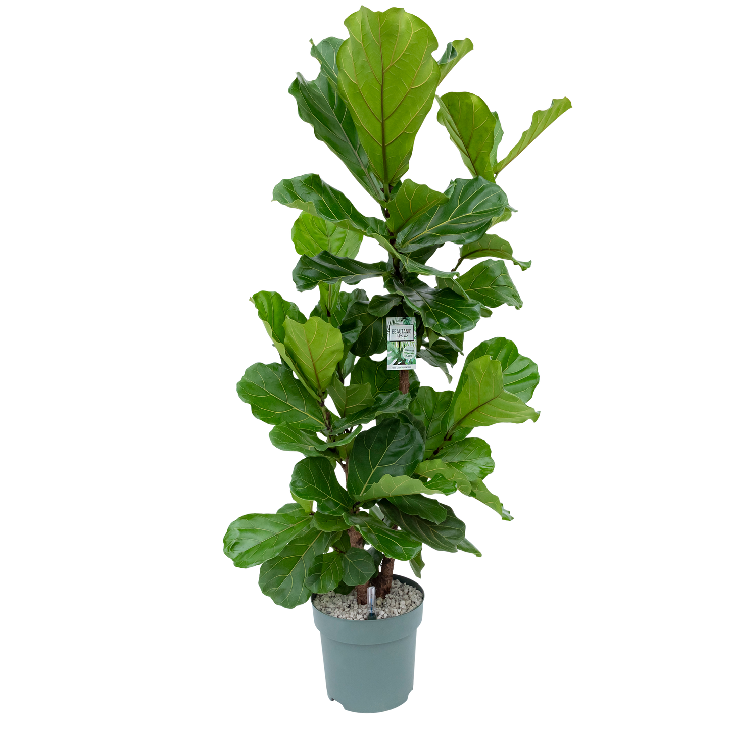 Ficus Multi Ficus Lyrata Multistam op hydrocultuur – Beautanic Lifestyle