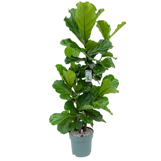 Ficus Lyrata Multistam