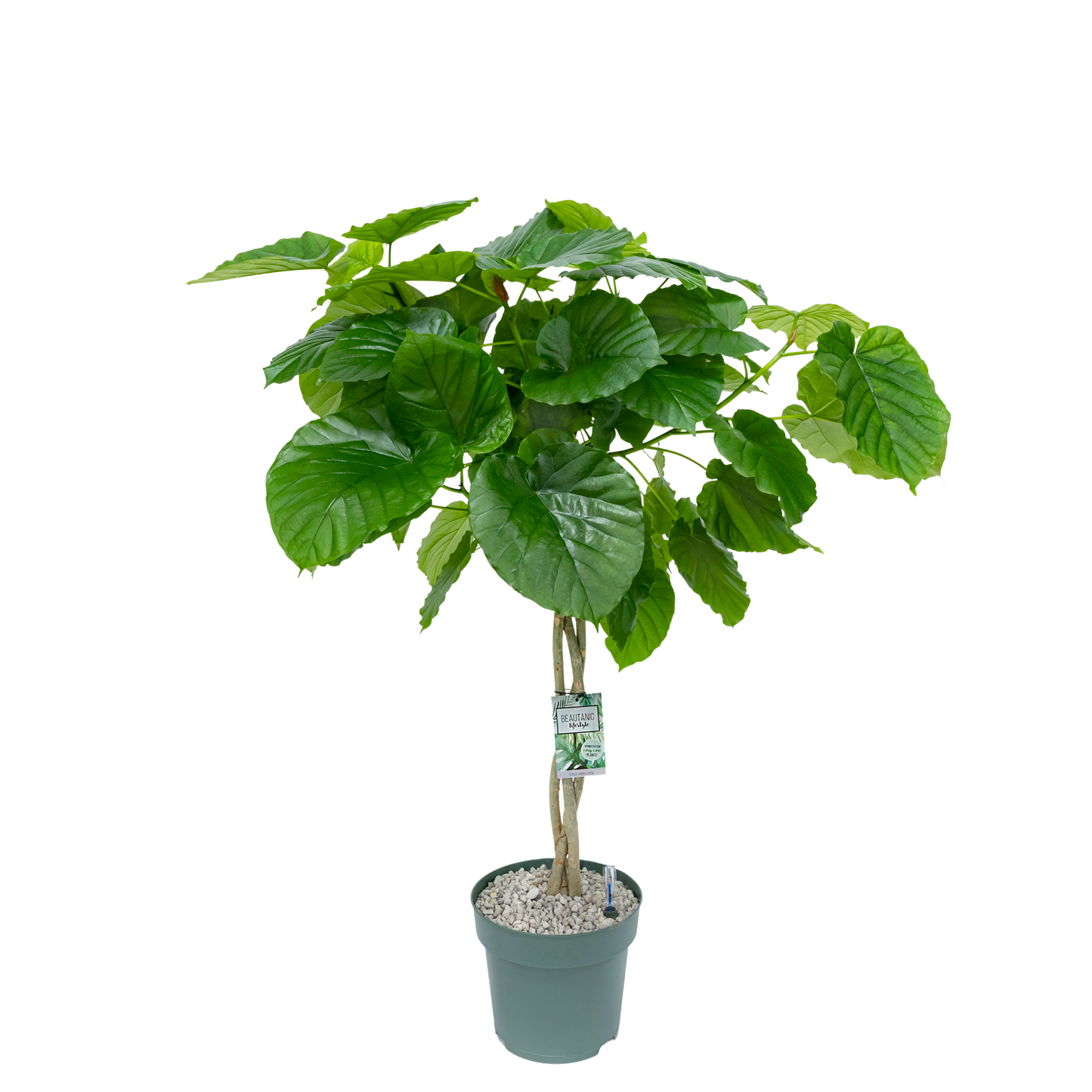 Ficus Umbellata