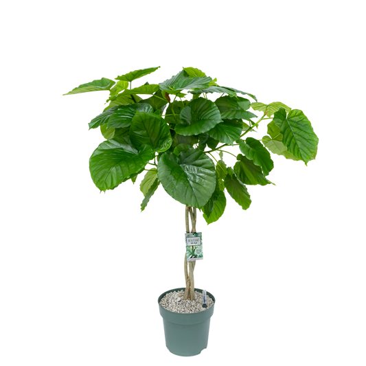 Ficus Umbellata