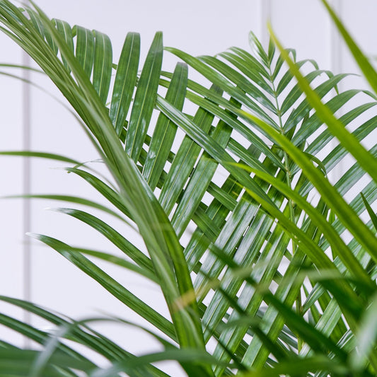 Areca goudpalm bladeren