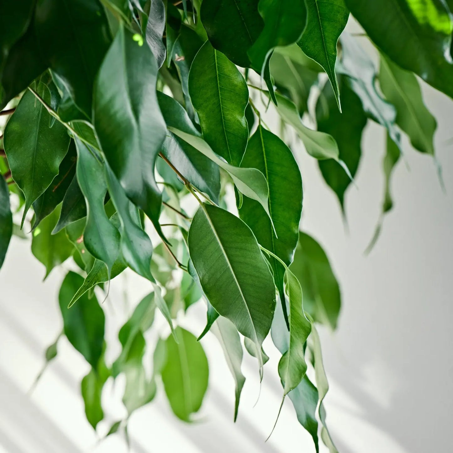 Ficus Exotica plant