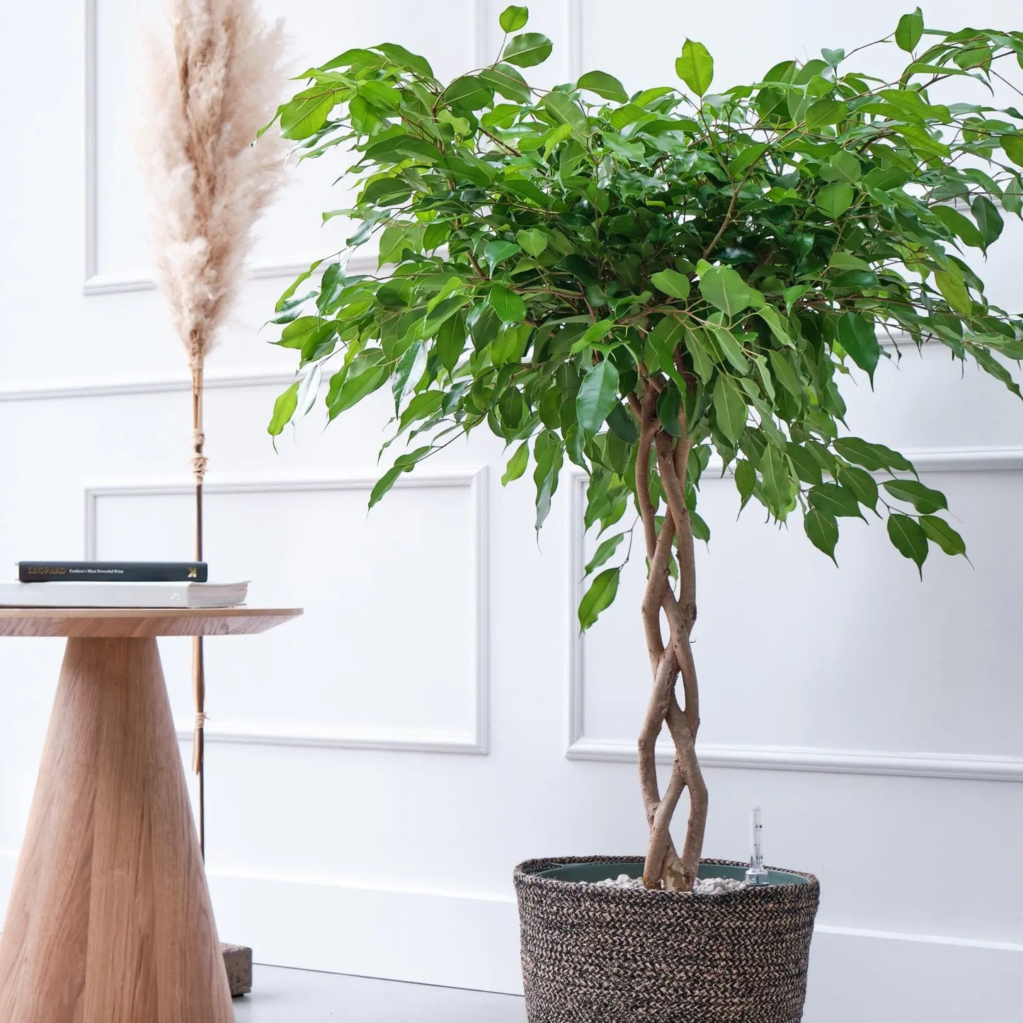 Ficus Exotica plant