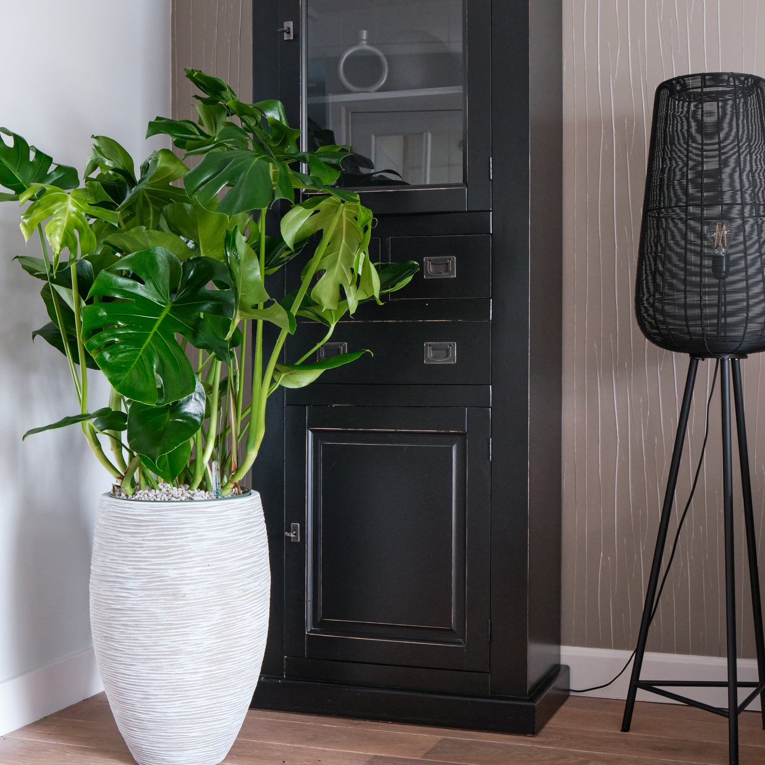 ficus monstera deliciosa Want to buy Monstera Deliciosa (Hole Plant)? | 110cm high