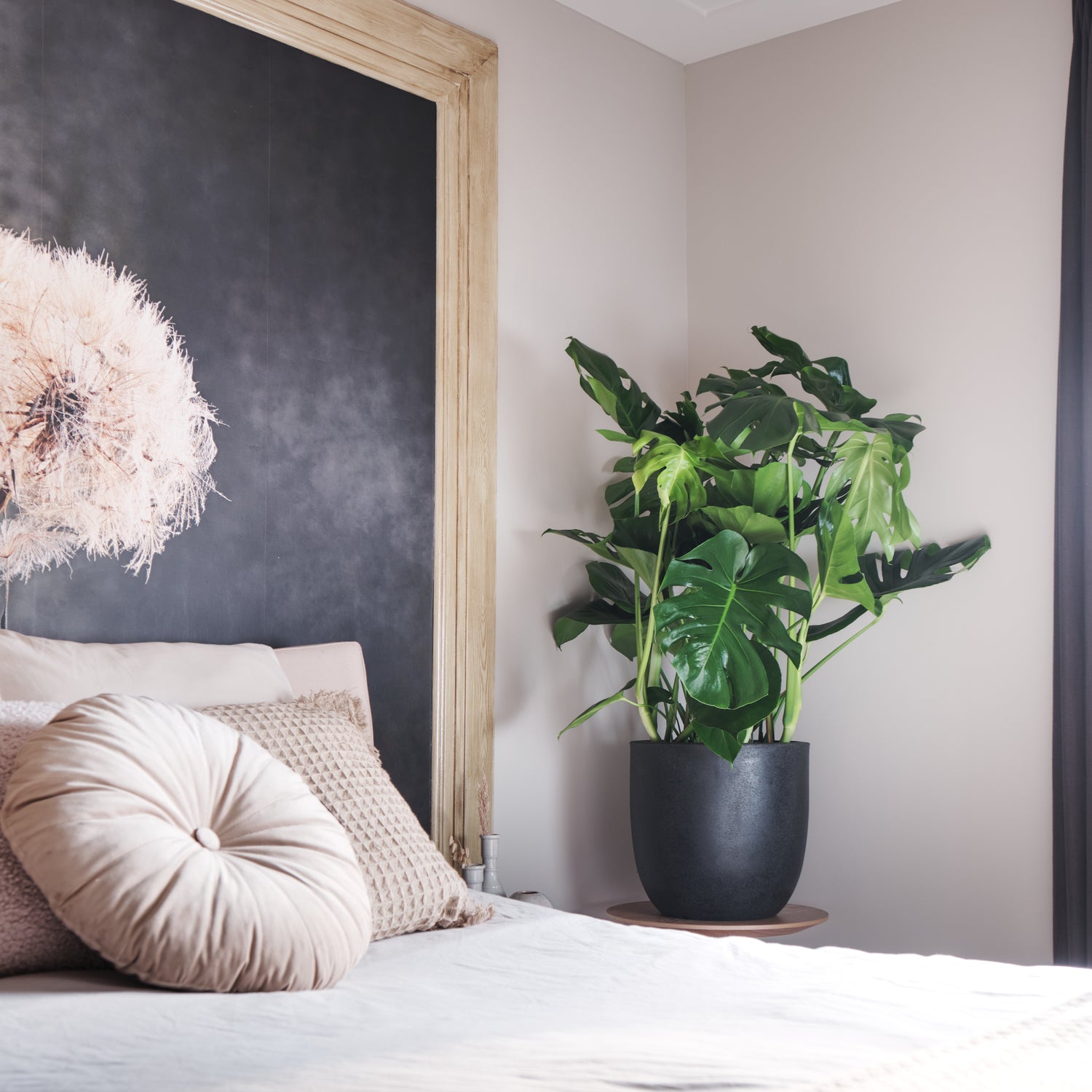 monstera plant bedroom Want to buy Monstera Deliciosa (Hole Plant)? | 110cm high