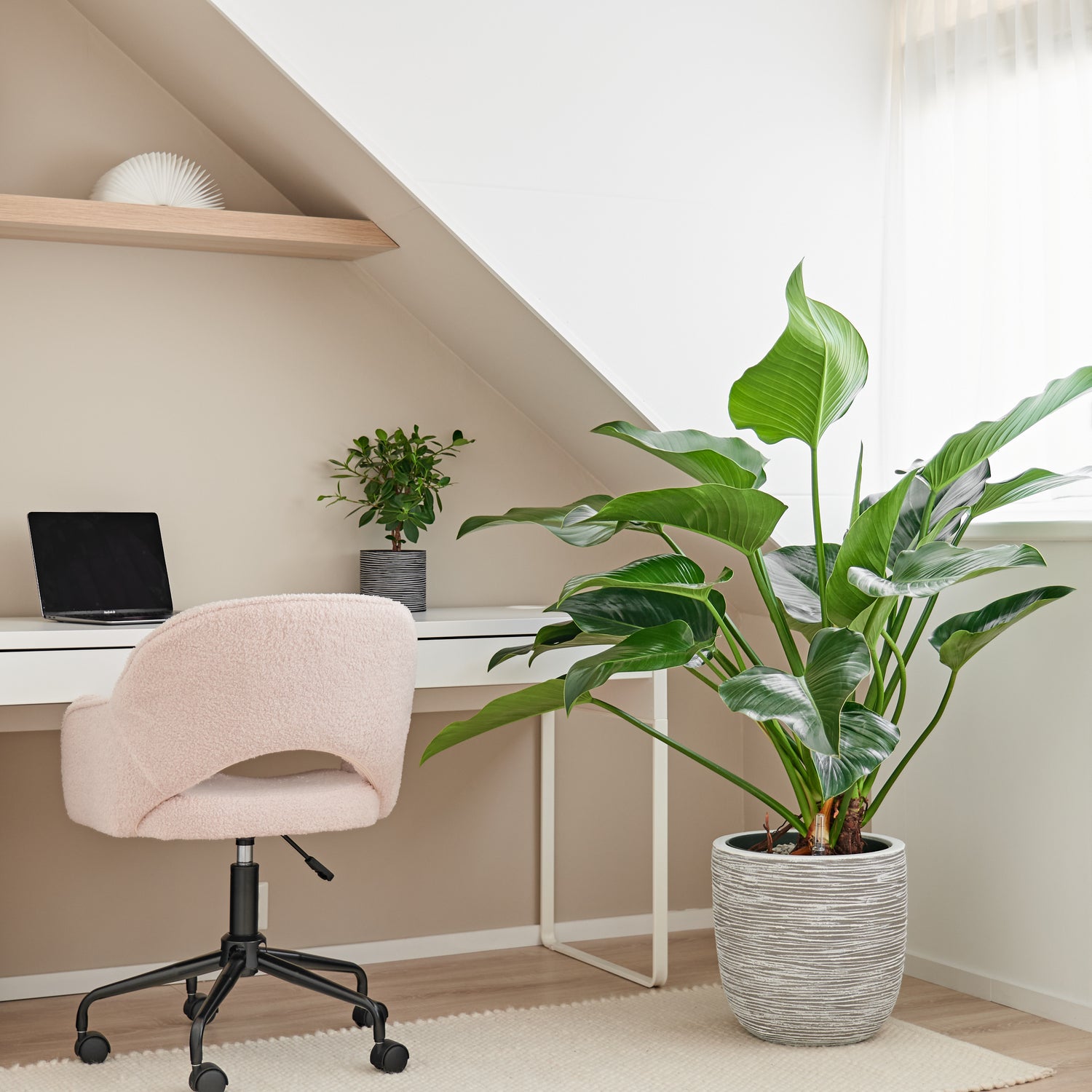 philodendron in office Want to buy Philodendron Green Beauty? | 110cm high