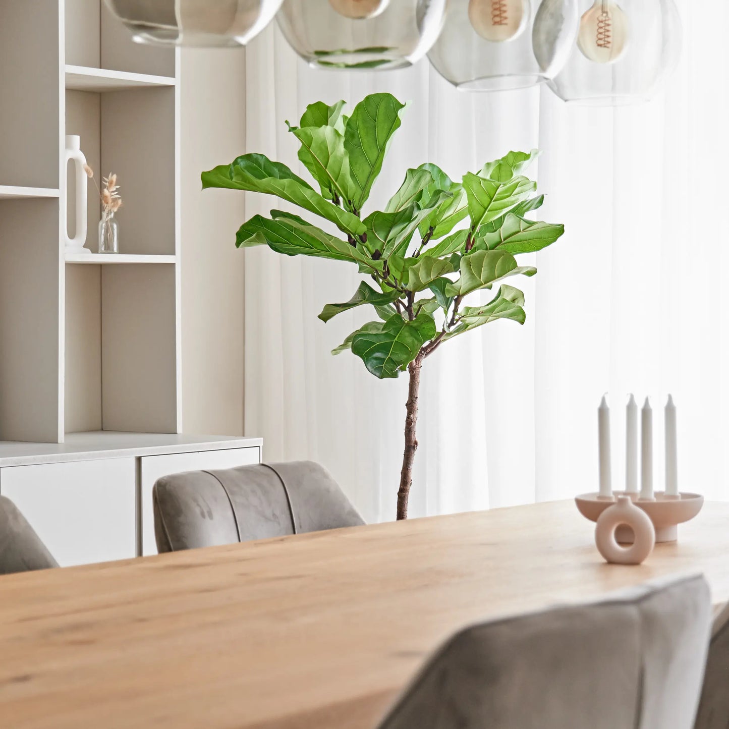 Ficus Lyrata op Stam