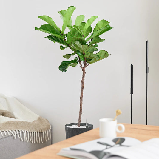 Ficus Lyrata op Stam