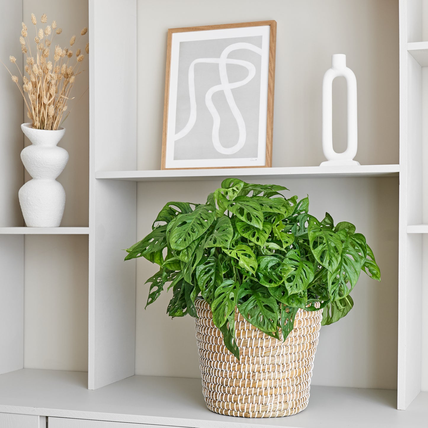 Monstera Obliqua Gatenplant Woonkamer