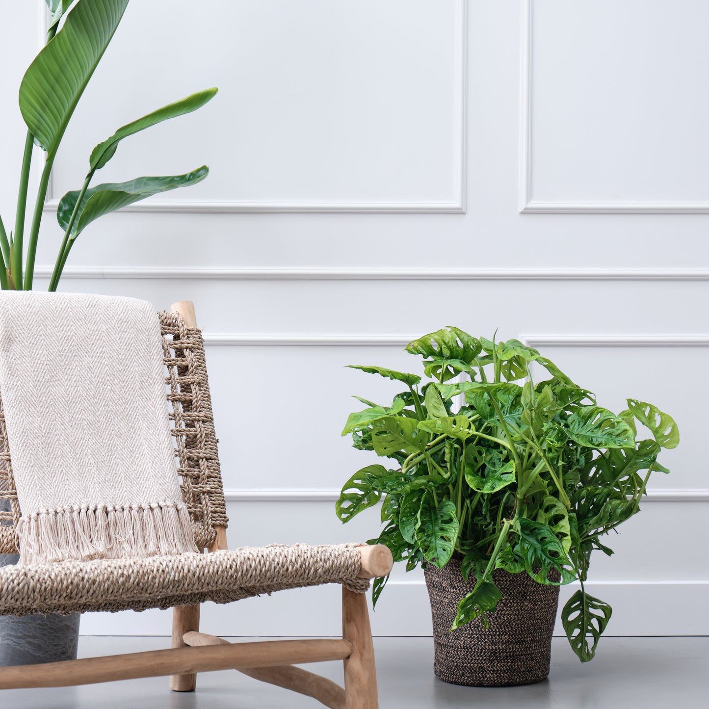 Monstera Obliqua Gatenplant Woonkamer