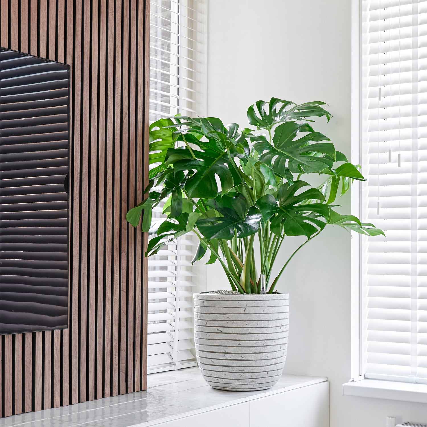 monstera deliciosa kopen Want to buy Monstera Deliciosa (Hole Plant)? | 110cm high