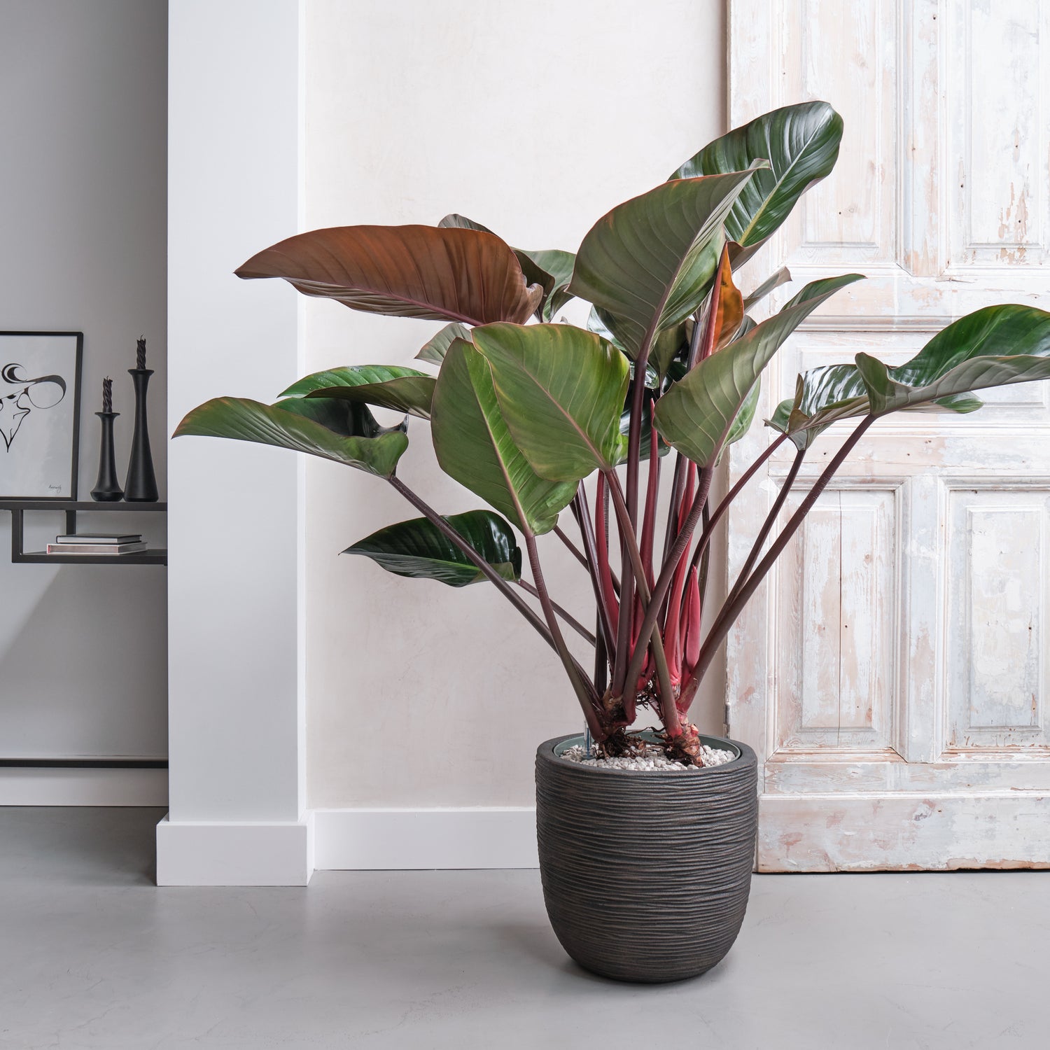 Philodendron Red Beauty Woonkamer