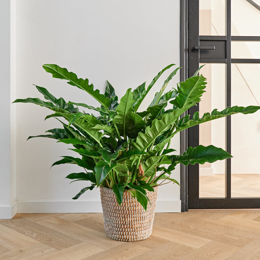 Philodendron Narrow Escape woonkamer