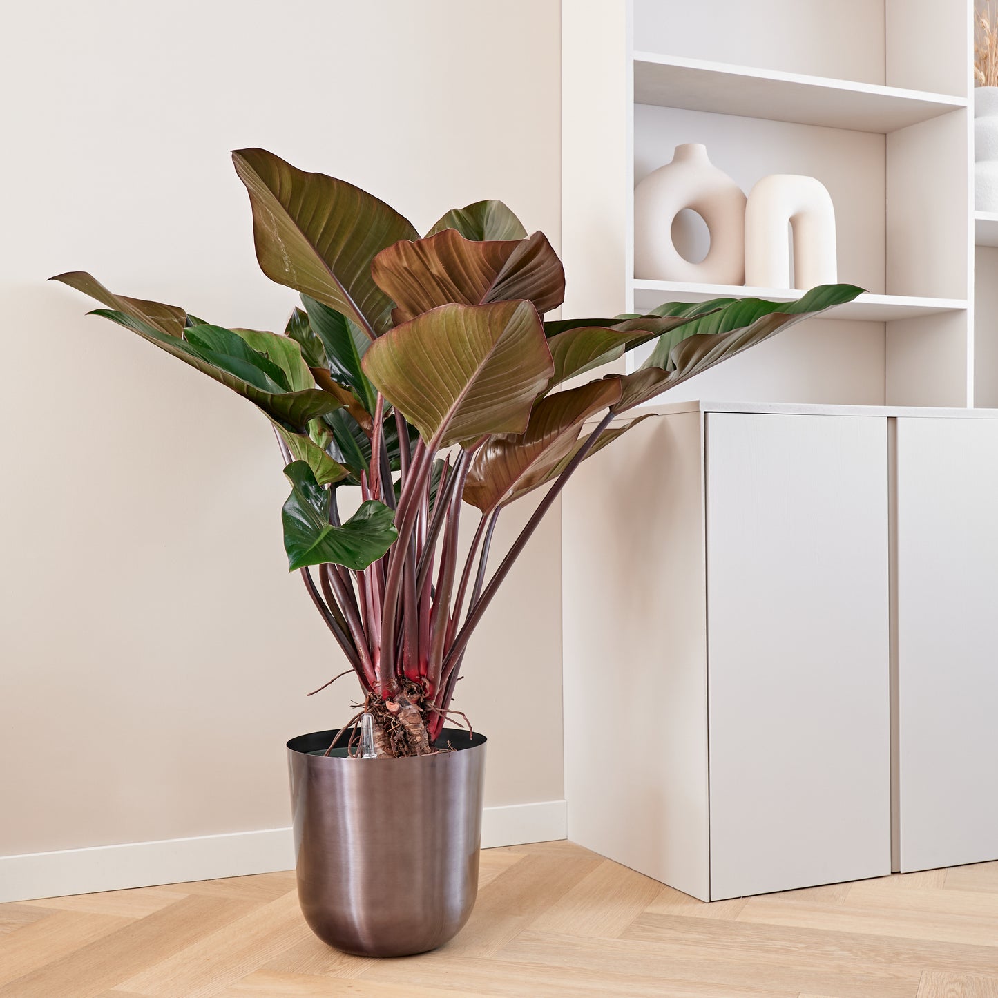 Philodendron Red beauty woonkamer