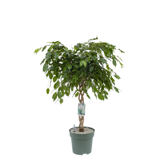 Ficus Exotica plant