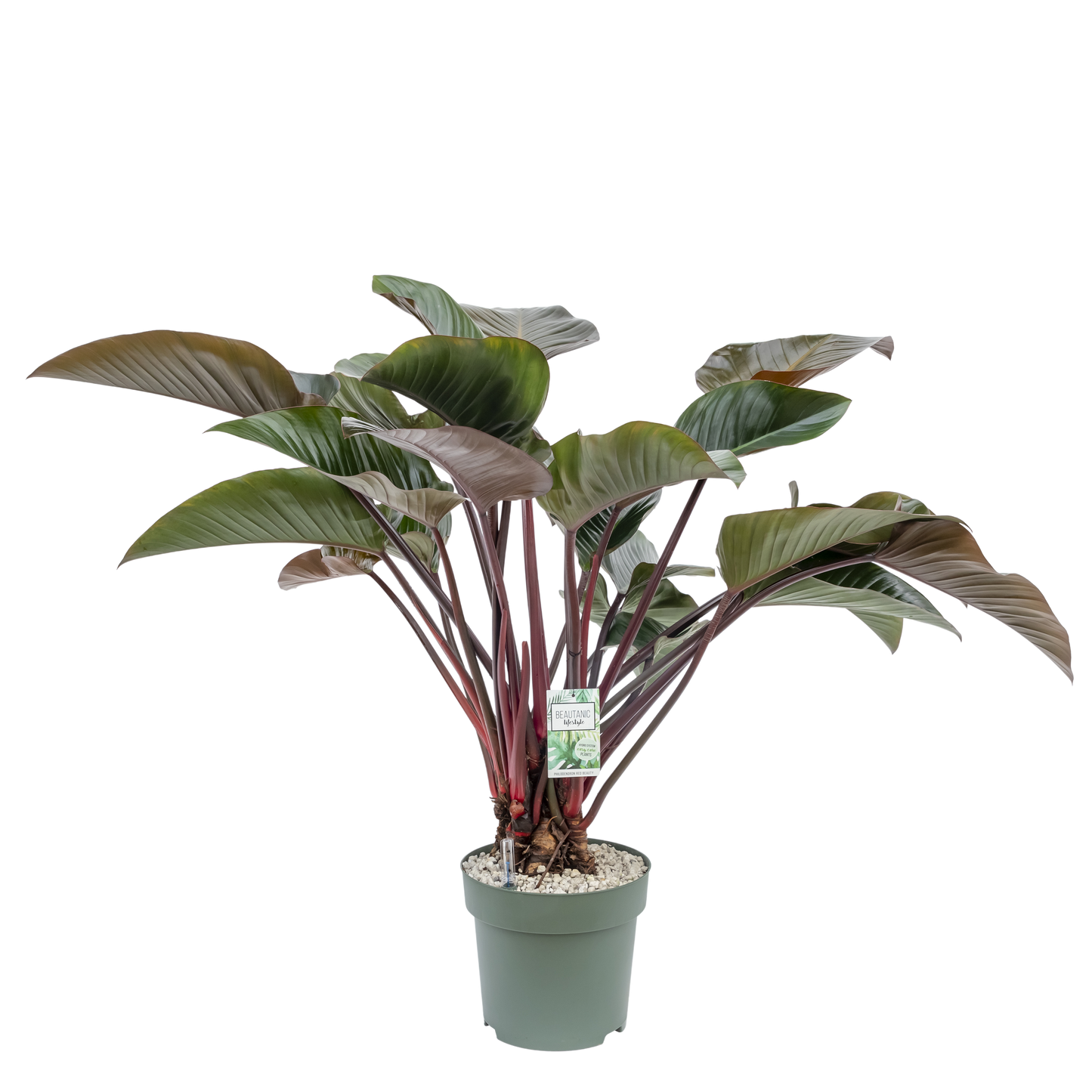 Philodendron Red Beauty op Stam