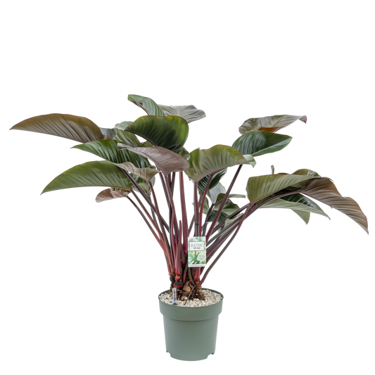 Philodendron Red Beauty op Stam