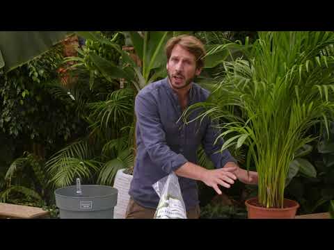 Hoe pot ik mijn plant over van potgrond naar hydrocultuur 